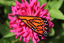 Load image into Gallery viewer, Monarch Butterfly Earrings
